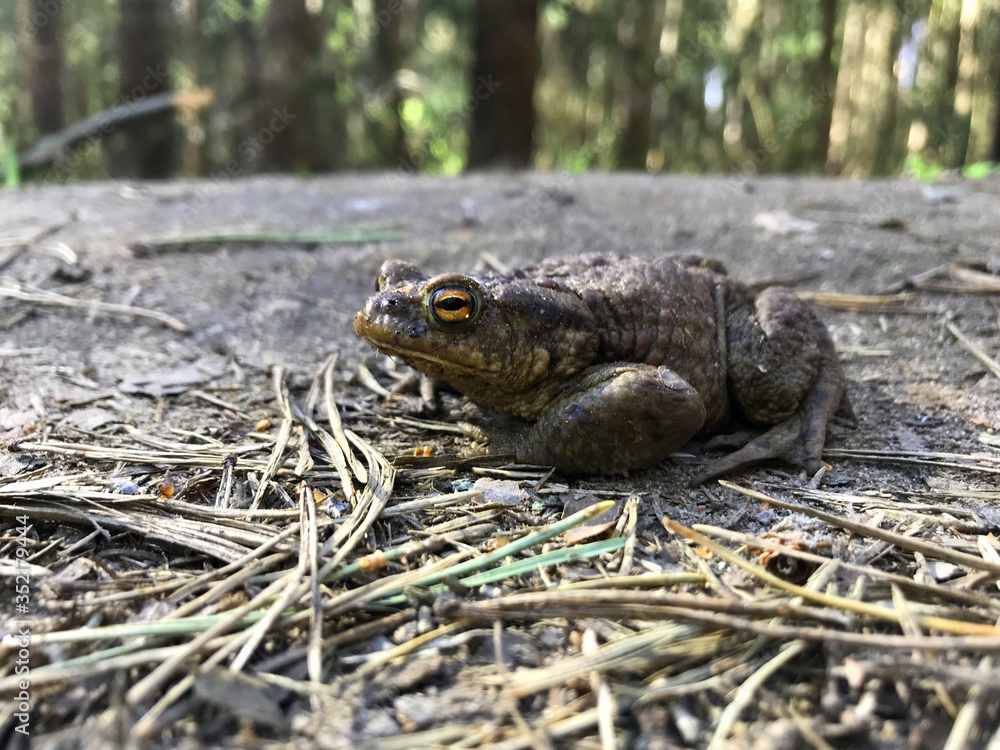 Obraz premium frog close up. A frog in the forest sits and croaks