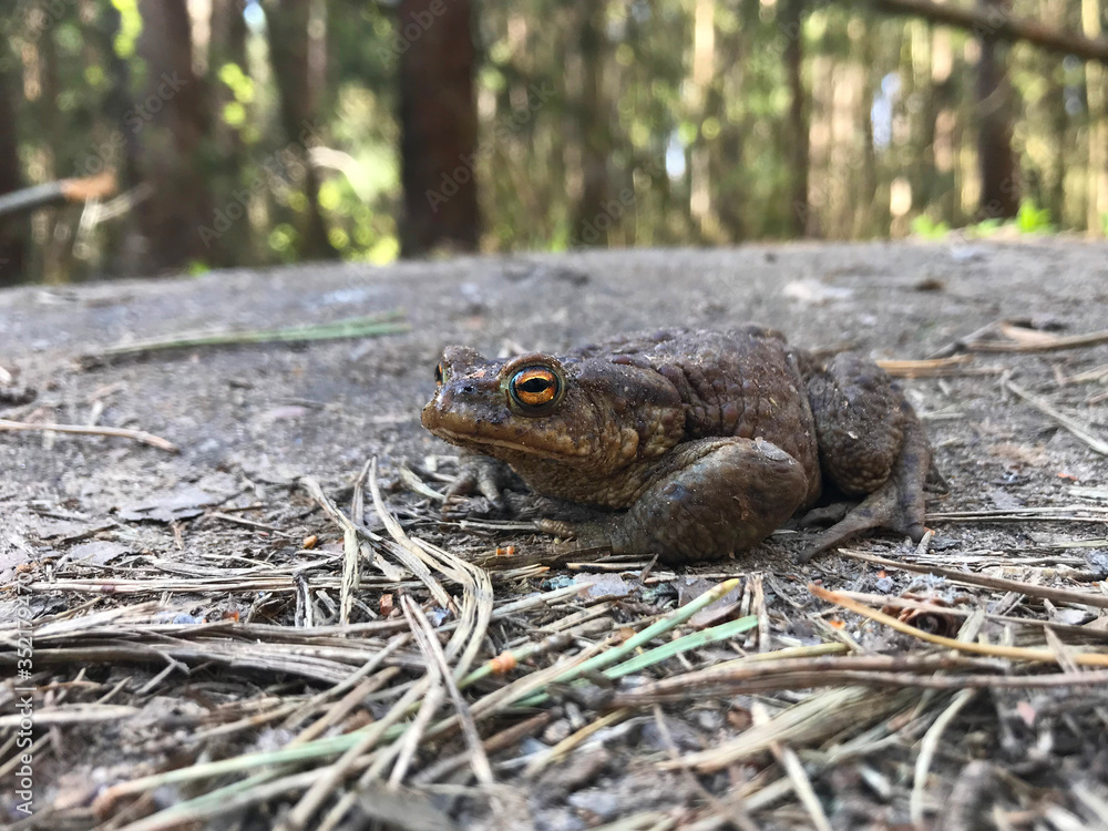 frog close up. A frog in the forest sits and croaks frog close up. A frog in the forest sits and croaks