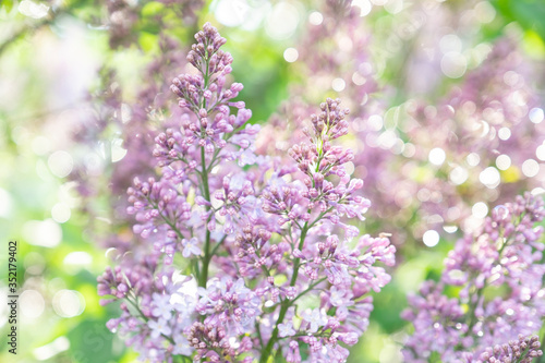 Lilac blossom in sunny spring may day. Background image with space for text © AnnaDemy