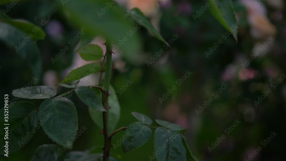 green leaves in the garden green leaves in the garden
