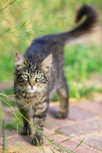 cat, kitten, animal, pet, cute, feline, domestic, portrait, eyes, fur, tabby, pets, white, adorable, mammal, kitty, animals, small, young, looking, eye, cats, nature, baby, whiskers