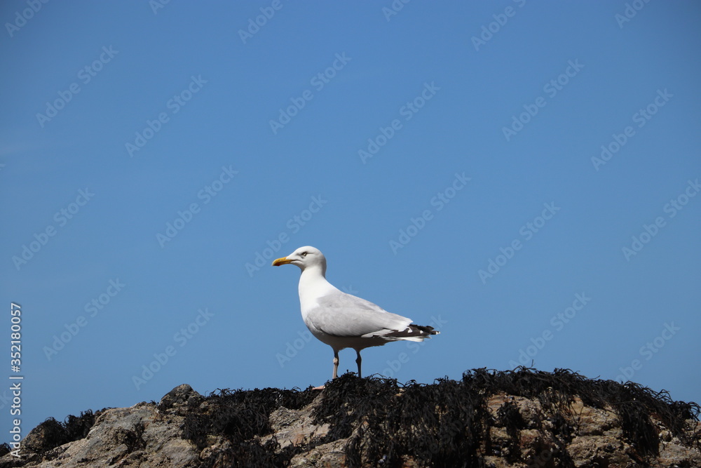 Angry Seagull standing on rock with blue sky background Angry Seagull standing on rock with blue sky background