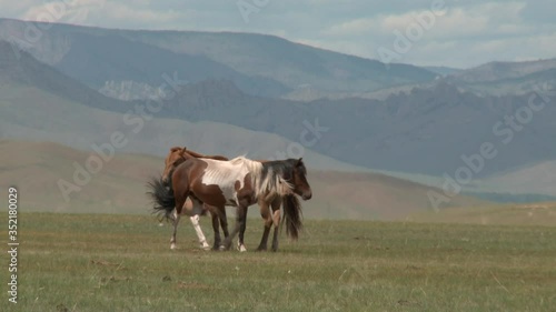 Mongolian landscapes and heatlands with wild horses and shamanic sanctuaries. photo