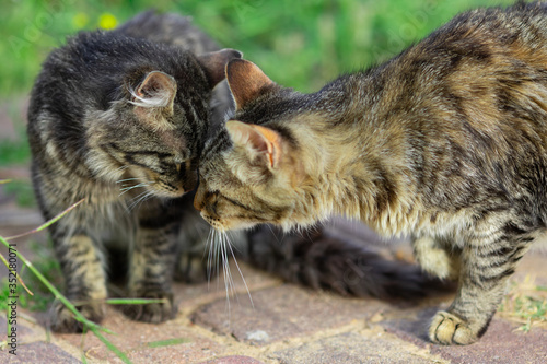 cat, kitten, animal, pet, cute, feline, domestic, portrait, eyes, fur, tabby, pets, white, adorable, mammal, kitty, animals, small, young, looking, eye, cats, nature, baby, whiskers