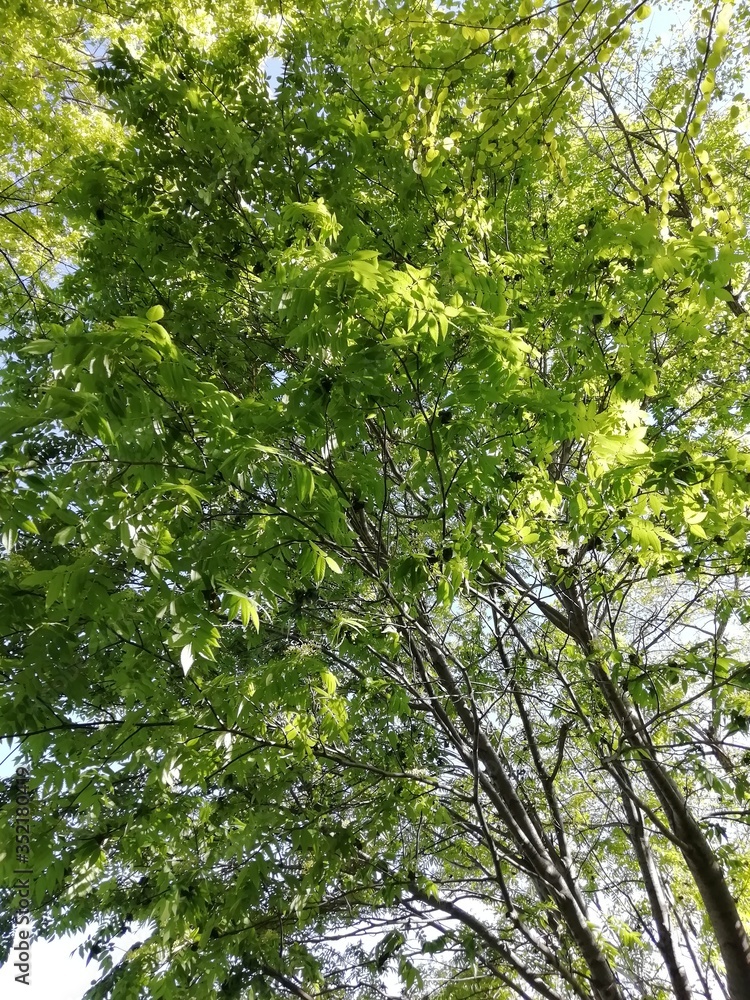 Fototapeta premium trees in the forest