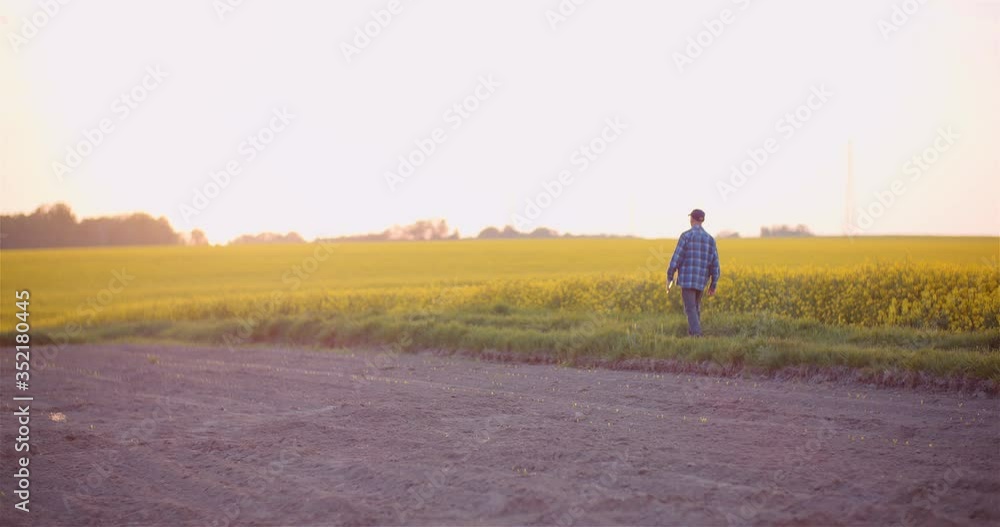 Agriculture - Farmer Walking on Field Examining Crops at Farm at Dusk. Agriculture - Farmer Walking on Field Examining Crops at Farm at Dusk.
