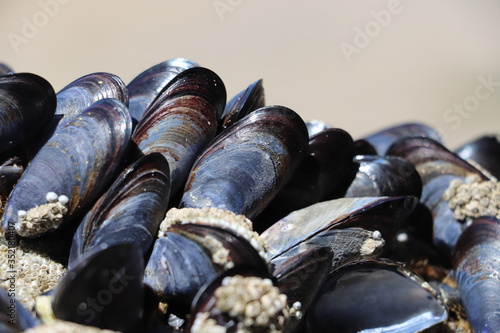 Close up of Mussels with Barnacles attached to shells  photo