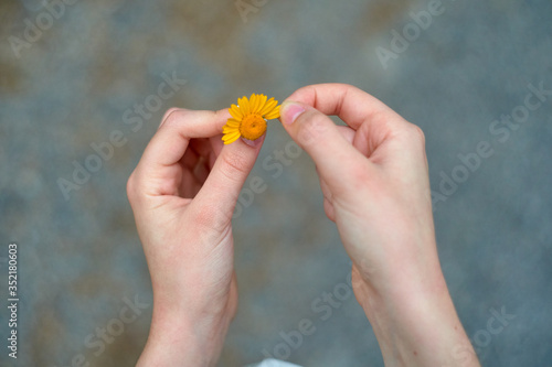 hand plucking yellow daisy petals