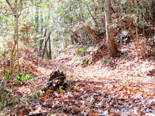 日本の田舎の風景 12月 落ち葉 山への田舎道