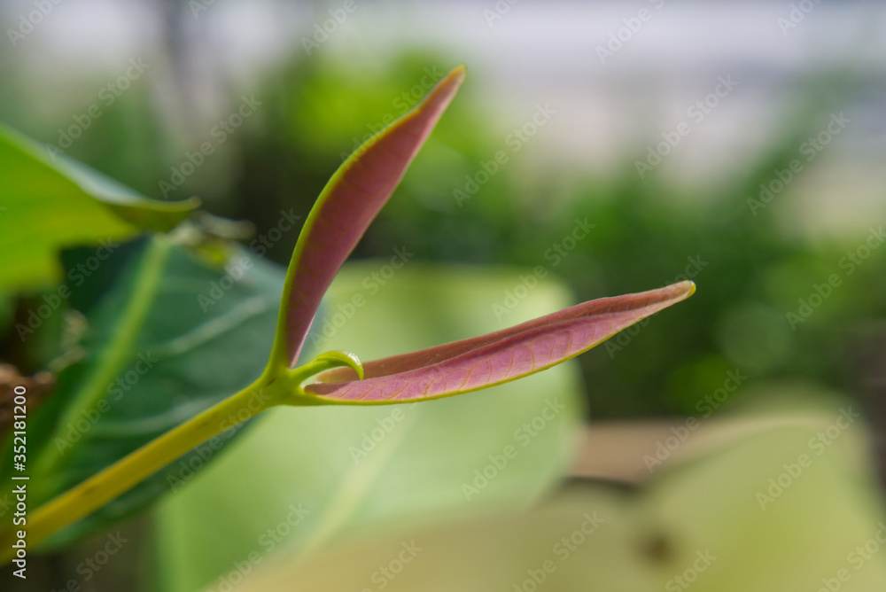 Obraz premium tree top