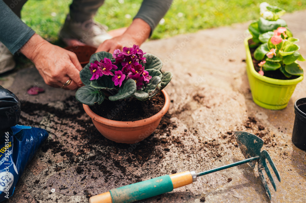 The hands of the transplant woman plant a in a new pot. botany at home. African violet The hands of the transplant woman plant a in a new pot. botany at home. African violet