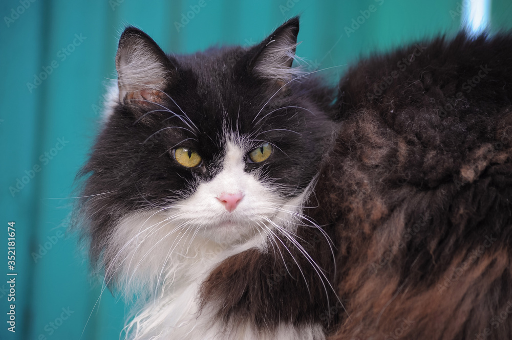 A black and white fluffy cat sitting on a background of green wooden fence