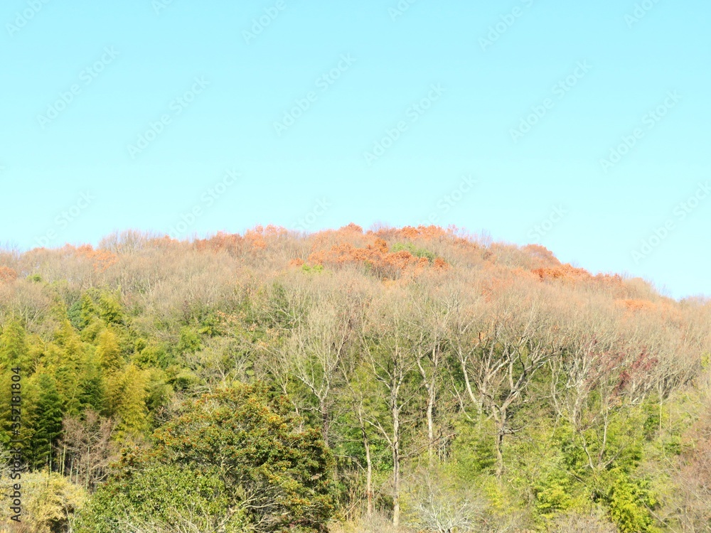 Fototapeta premium 日本の田舎の風景 12月 冬の山の木々と青空
