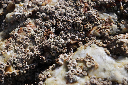 Many small barnacles on rock 