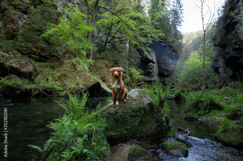 dog on a stone by the river. Nova Scotia Duck Tolling Retriever in nature. Wide angle, pet in nature