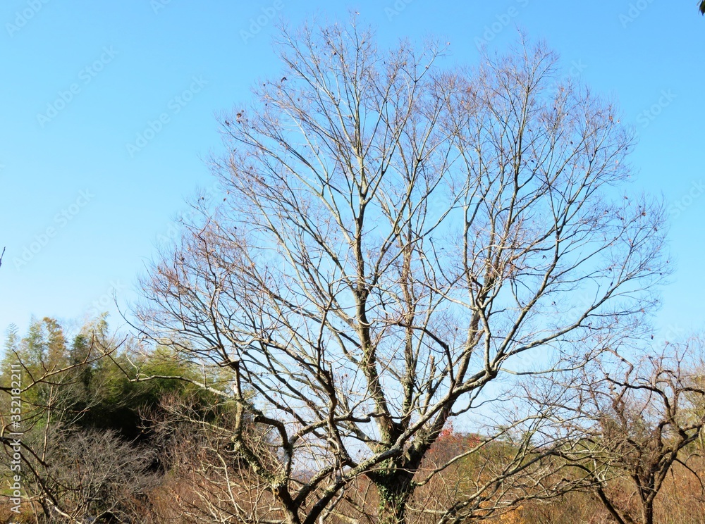 日本の田舎の風景　12月　裸木と青空