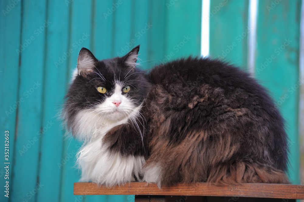 A black and white fluffy cat sitting on a background of green wooden fence