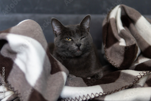 Картината върху платно Satisfied gray cat (Korat breed), wrapped in black-white blanket, is lying and napping on the gray couch, one eye is open