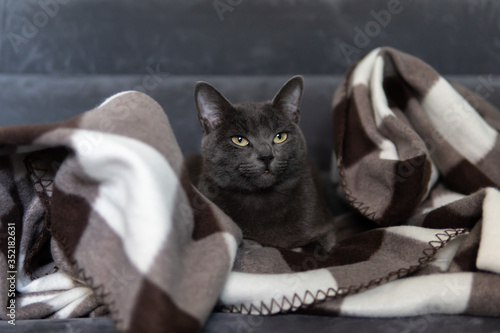 Canvas-taulu Satisfied gray cat (Korat breed) wrapped up in black-white plaid lies on the gray sofa