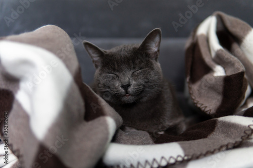 Foto Satisfied gray cat (Korat breed), wrapped up in black-white plaid, lies and drowses on the gray sofa