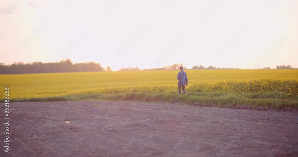 Agriculture - Farmer Walking on Field Examining Crops at Farm at Dusk. Agriculture - Farmer Walking on Field Examining Crops at Farm at Dusk.