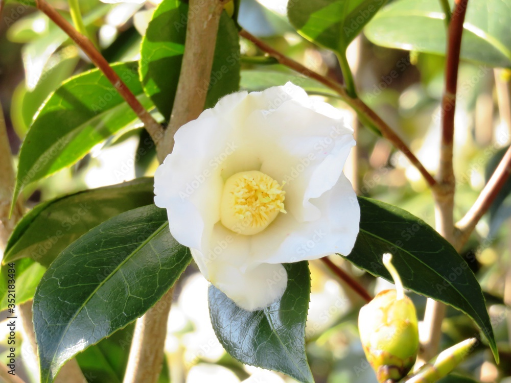 Obraz premium 日本の田舎の風景 12月 花 椿 侘助