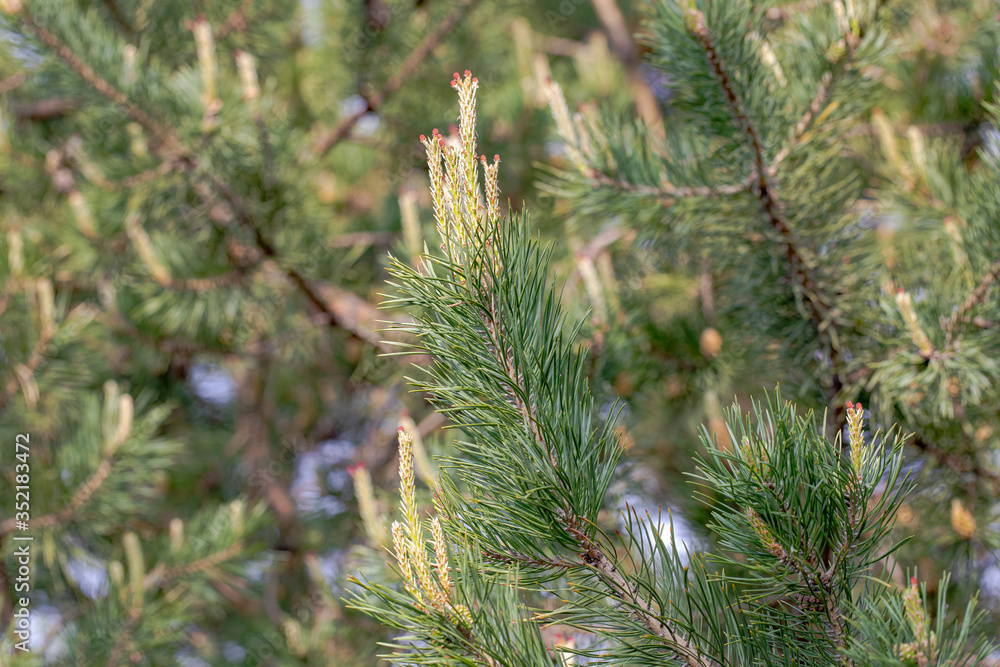 Spring the young shoots of pine trees with blooming knobs Spring the young shoots of pine trees with blooming knobs
