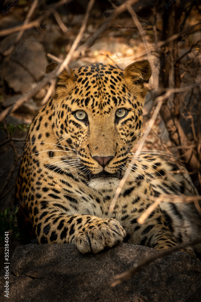 wild male leopard or panther close up resting on big rock at jhalana forest reserve jaipur - Panthera pardus wild male leopard or panther close up resting on big rock at jhalana forest reserve jaipur - Panthera pardus