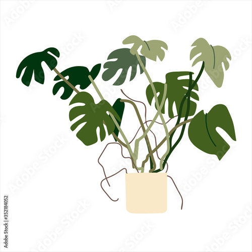 Monstera flowering plant. Tropical ornamental houseplant in a pot. Colorful vector illustration in flat style