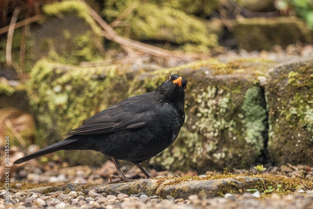 Garden Blackbird Garden Blackbird