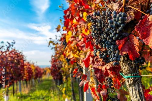 Autumn vineyards in Blatnice pod Svatym Antoninkem, Southern Moravia, Czech Republic photo