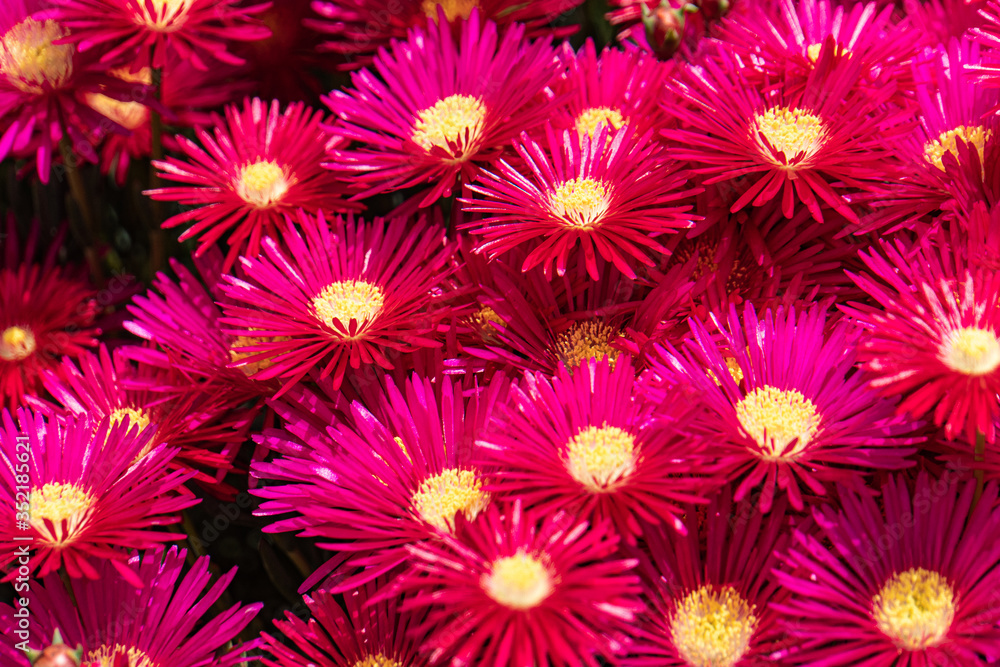 Lampranthus zeyheri iceplant Lampranthus zeyheri iceplant