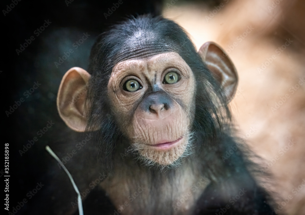 Portrait of a baby chimpanzee in Pilsen in Czech Republic . An excellent illustration. Portrait of a baby chimpanzee in Pilsen in Czech Republic . An excellent illustration.