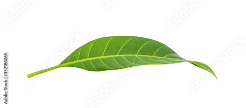 Mango leaves on white background.