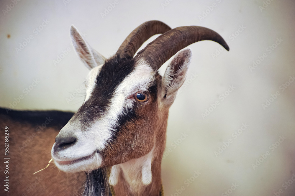 A brown goat on the farm in the village