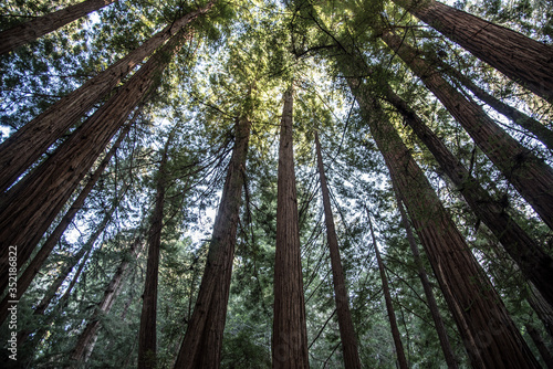 redwood forest trees