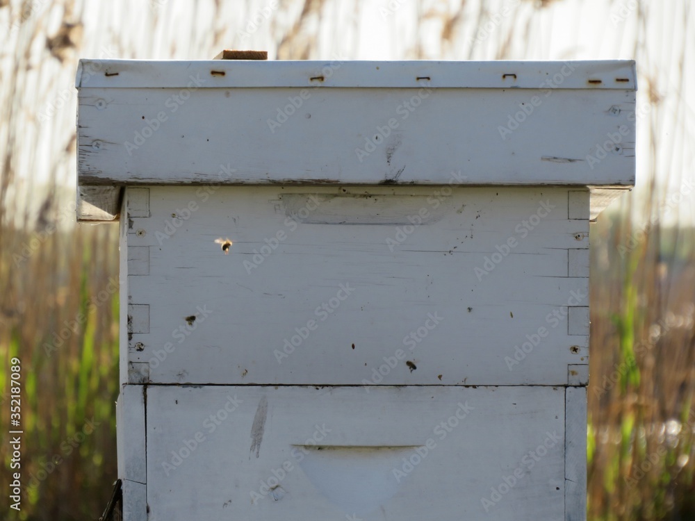 Bee Box Bee Box