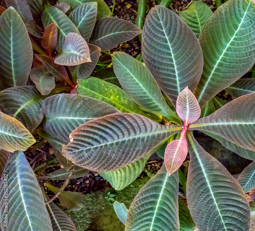 bicolor veined plant