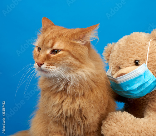 adult fluffy ginger cat and brown teddy bear in a medical mask