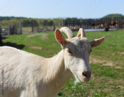 A young white goat grazing in a pasture on a Sunny day
