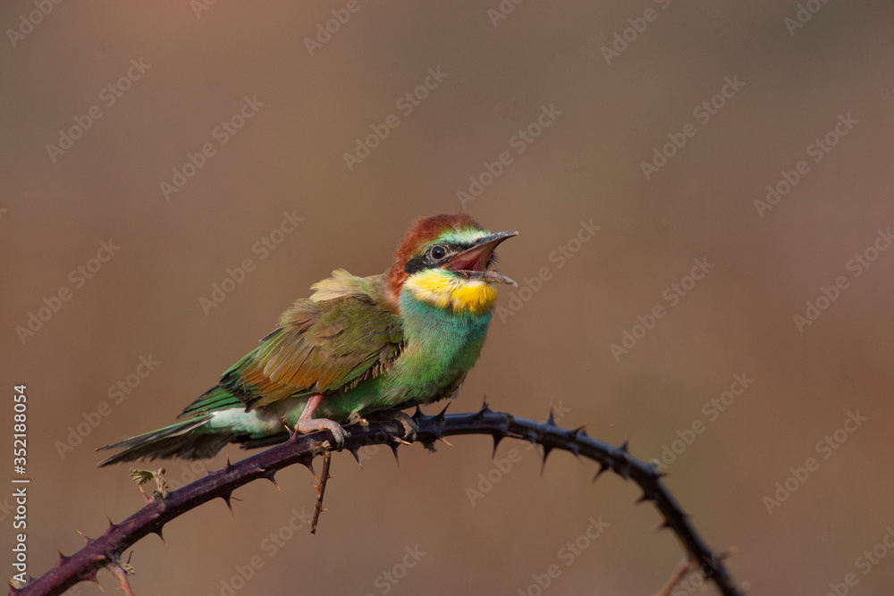 European Bee-eater, (Merops apiaster) bird in the natural habitat. European Bee-eater, (Merops apiaster) bird in the natural habitat.