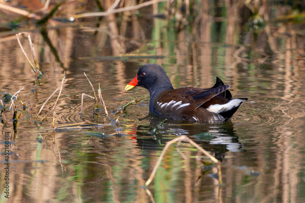 Common Moorhen, (Gallinula chloropus) bird in the natural habitat. Common Moorhen, (Gallinula chloropus) bird in the natural habitat.