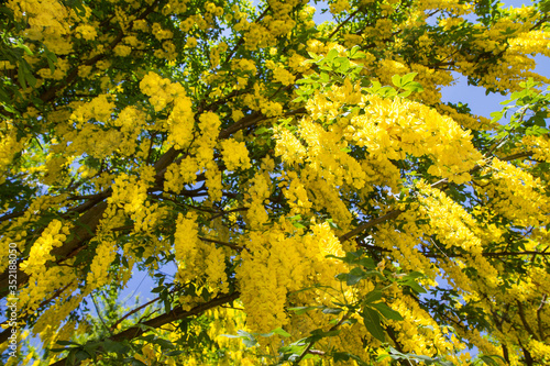 Obraz na płótnie The Common laburnum (Laburnum anagyroides) blooming