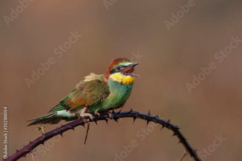 European Bee-eater, (Merops apiaster) bird in the natural habitat.