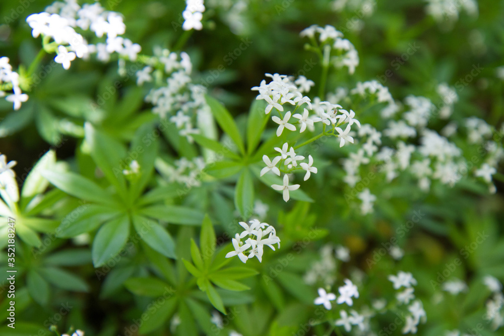 Deutzia scabra plant blooming in a garden Deutzia scabra plant blooming in a garden