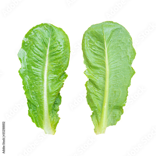 Fresh green lettuce leaves isolated on white background with clipping path.