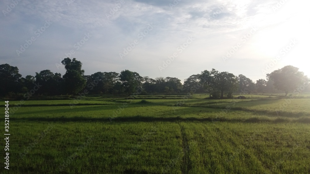 Sri Lankan Paddy Field.Beautiful green plants and clouds.