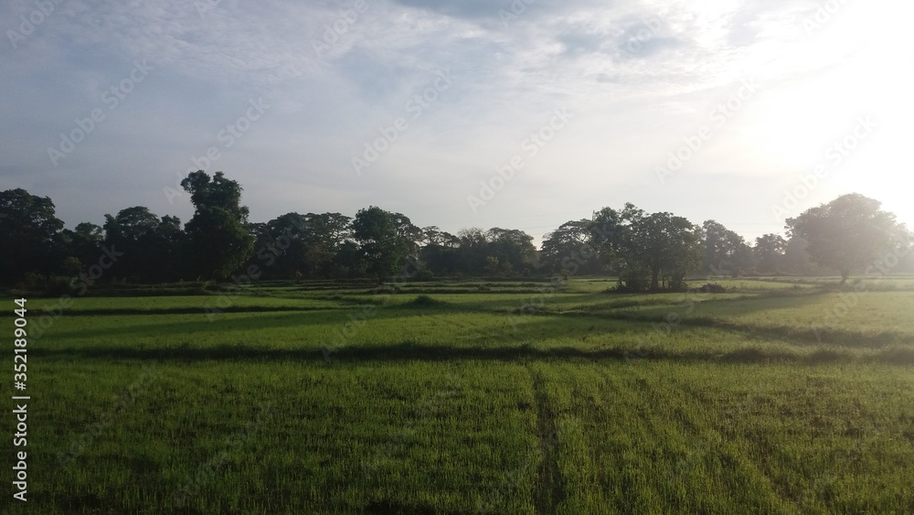 Sri Lankan Paddy Field.Beautiful green plants and clouds. Sri Lankan Paddy Field.Beautiful green plants and clouds.