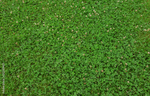 A greenish clover natural background