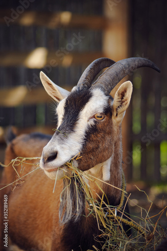 The goat on the farm eats hay